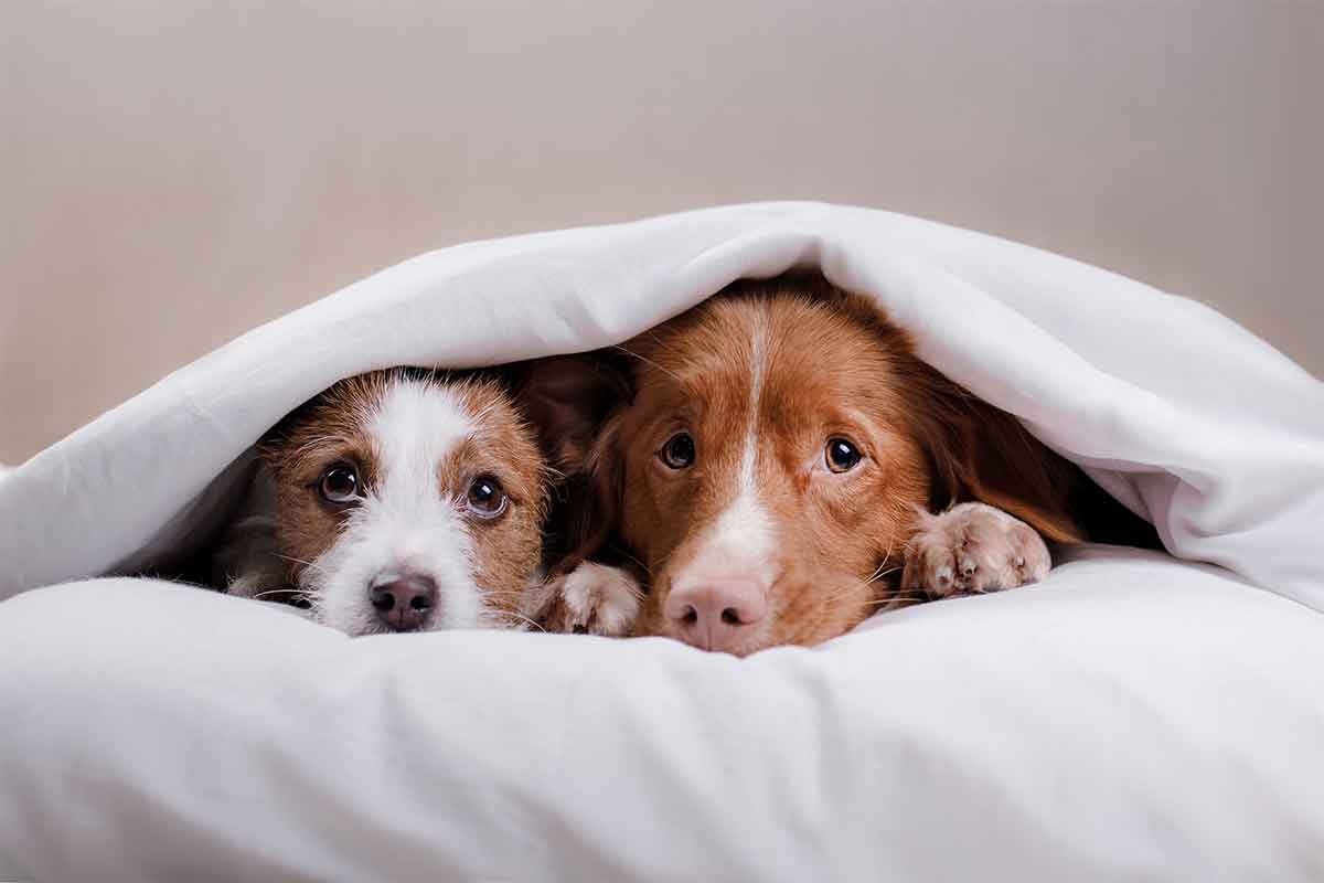 One week food and Shelter for 10 Dogs