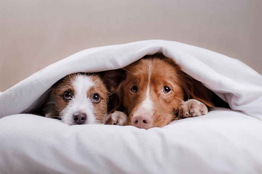 One week food and Shelter for 10 Dogs