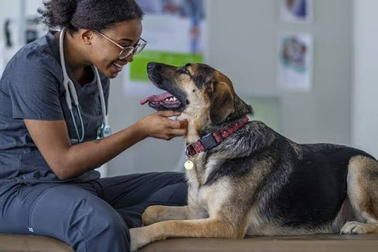 Vet Checkup & Medical Care for 5 Dogs