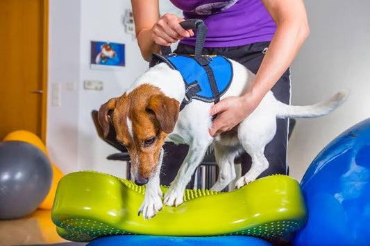 Complete Rescue and Rehabilitation for 5 Dogs